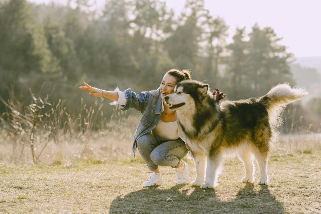 best dog brush 