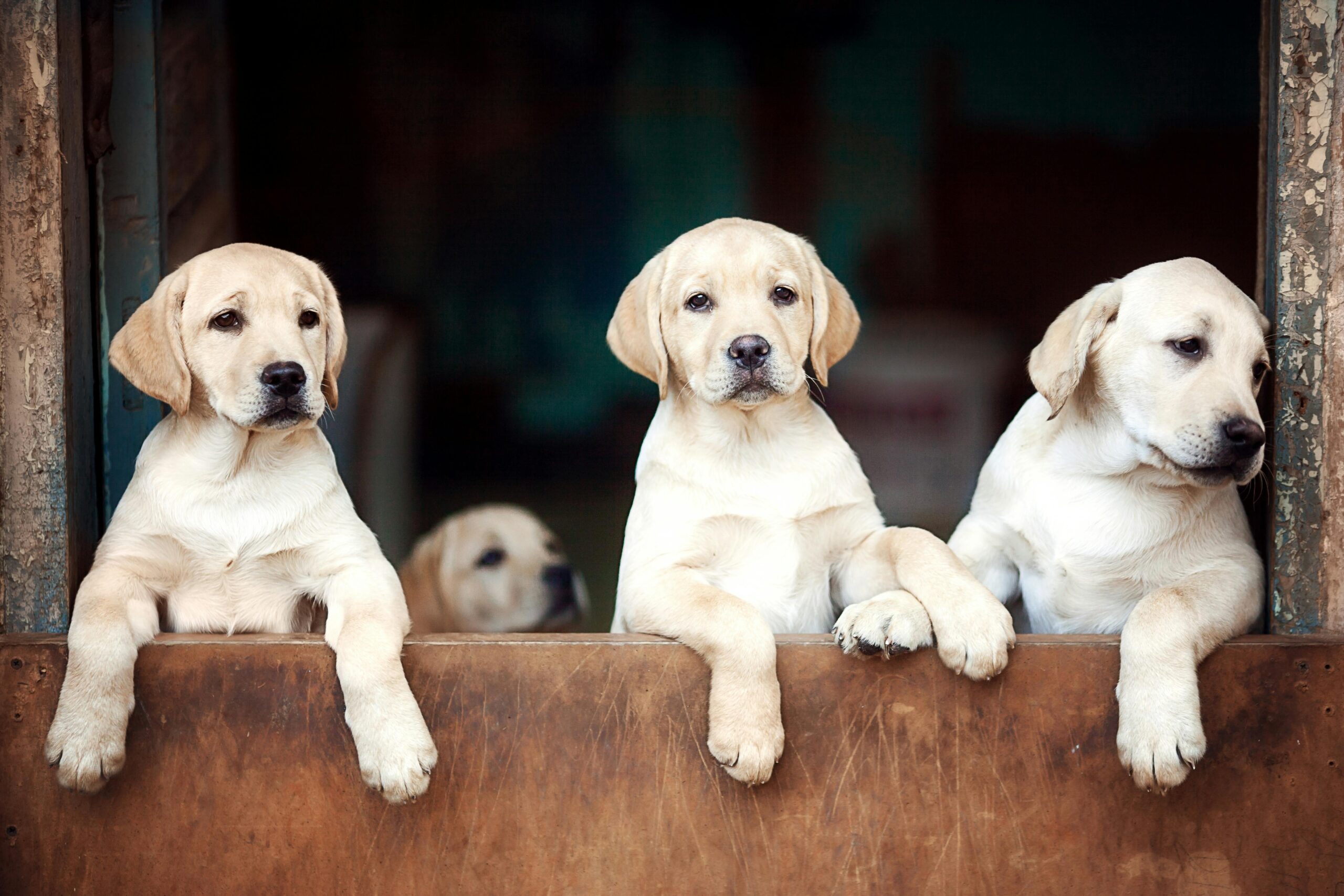 Best Grooming Brush For Labrador Puppy