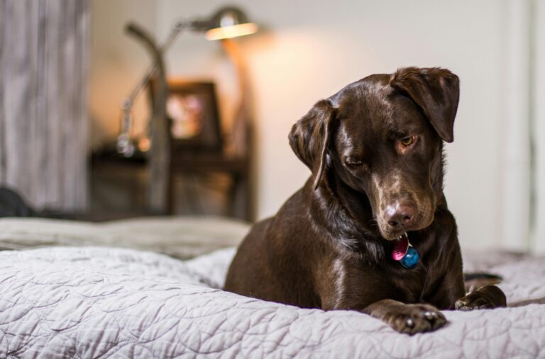 choosing Best dog brush for Labrador in 2024