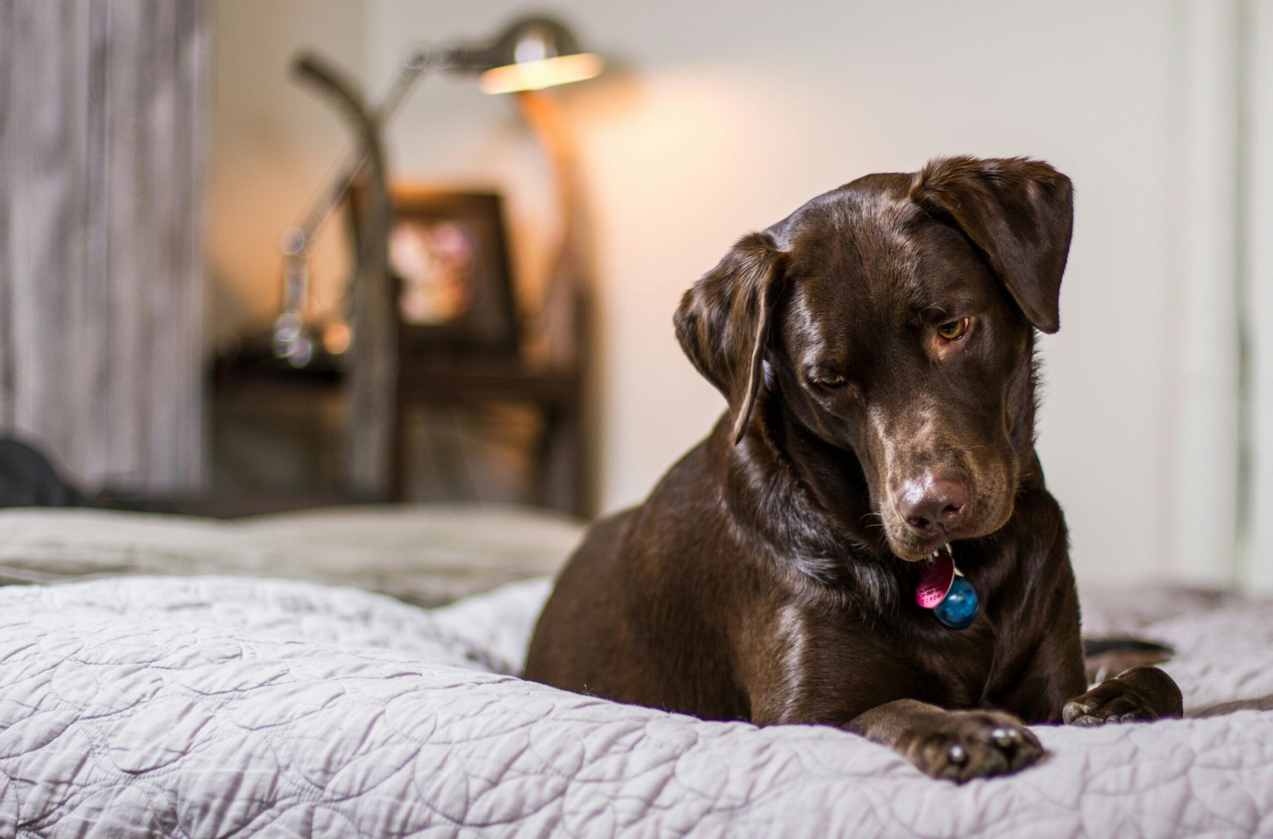 best dog brush for Labrador