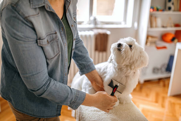 Best Dog Brush for Maltese: Comprehensive Guide for 2024