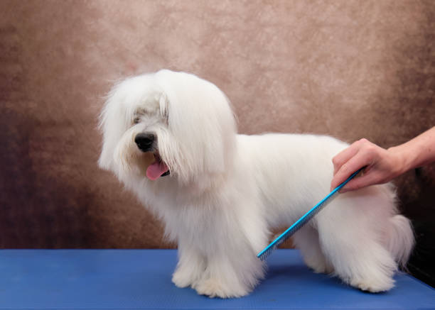 Best Dog Brush for Maltese: Comprehensive Guide for 2024