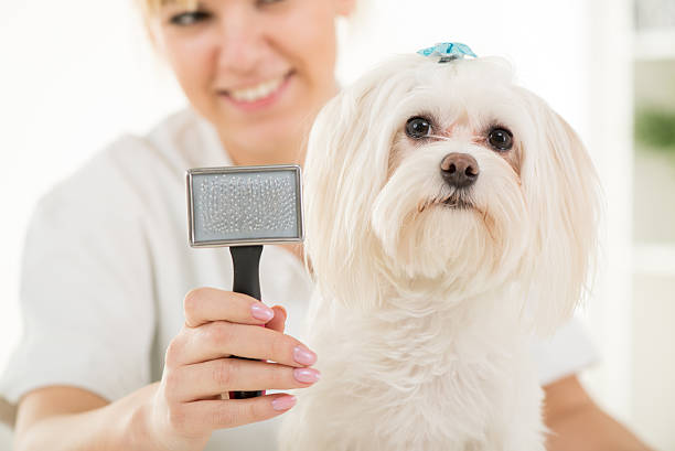 Best Dog Brush for Maltese: Comprehensive Guide for 2024