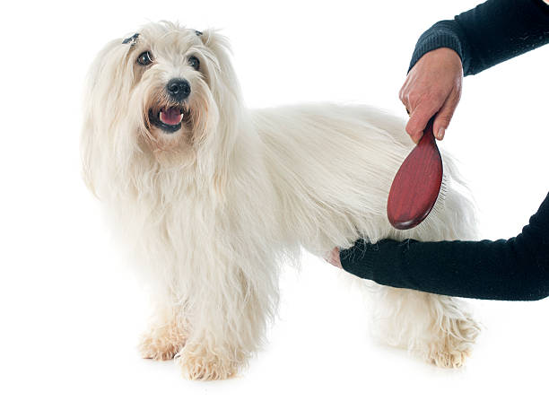 Best Dog Brush for Maltese: Comprehensive Guide for 2024