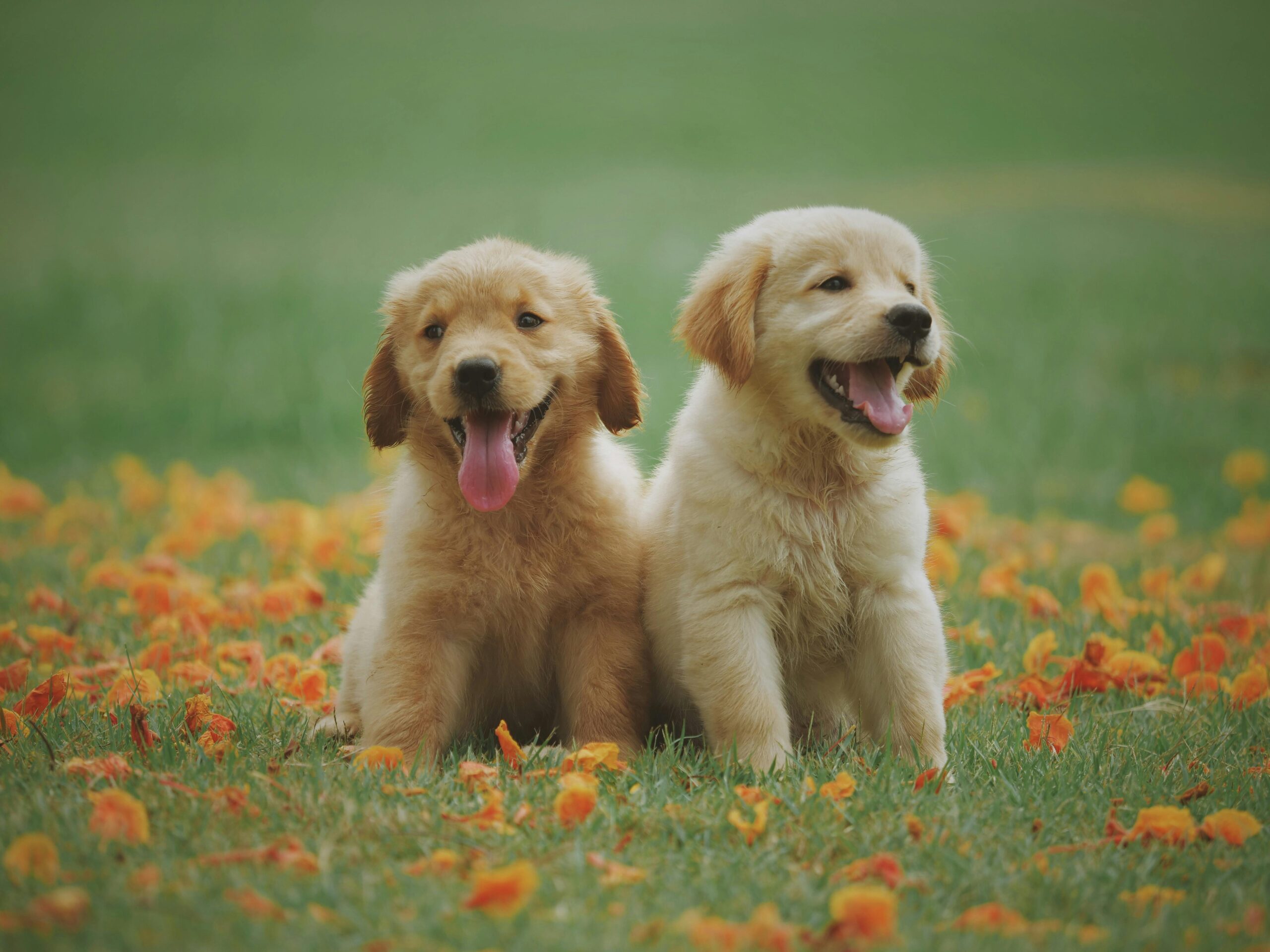 what kind of brush for Labrador puppy?