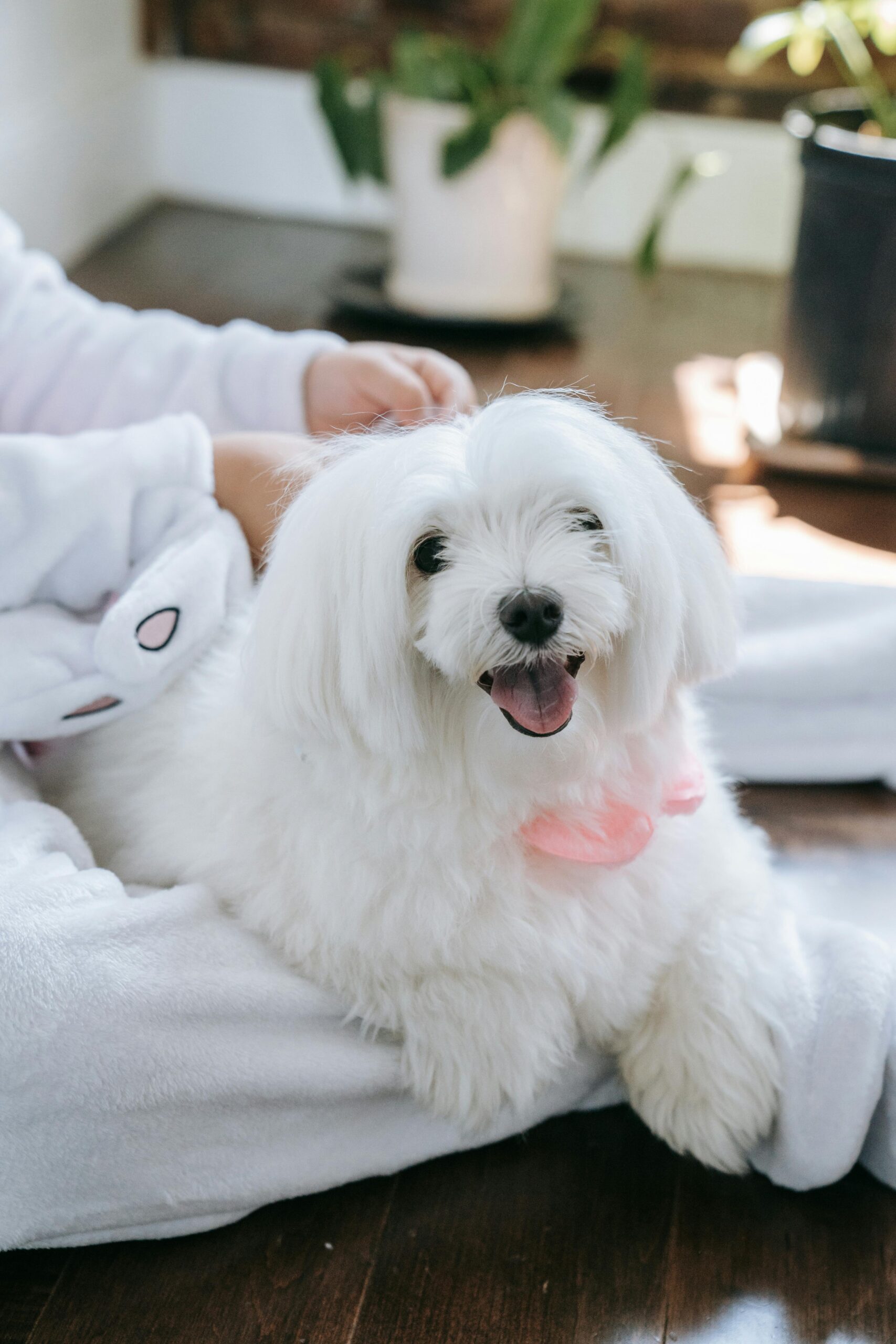 Best Dog Brush For Maltese