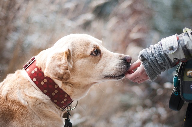 Understanding Your Dog's Behavior