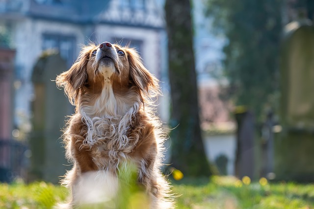 How to Brush Dog Hair When They Refuse? Ultimate Guide 2024