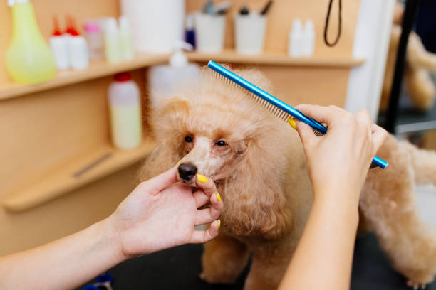 Is it Better to Brush a Poodle Wet or Dry? ultimate guide 2024