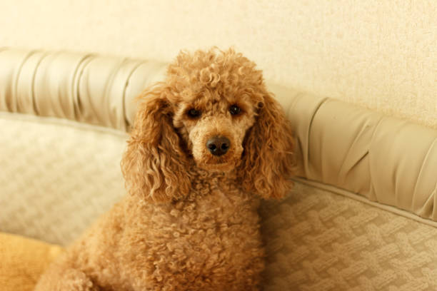 What Dog Brush is Best for Poodles? Ultimate Guide 2024