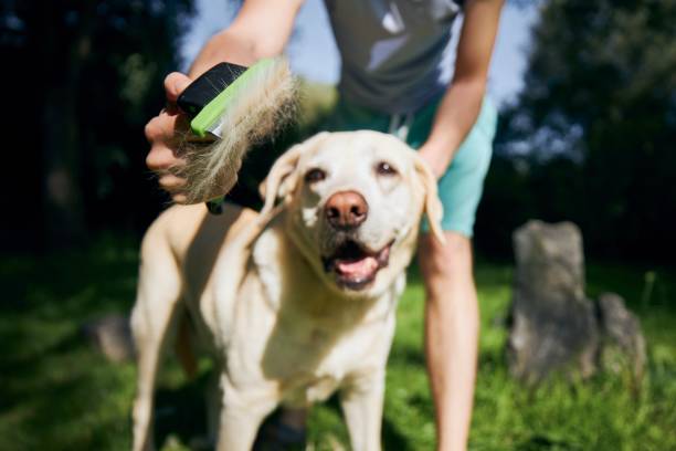 Do Short-Haired Dogs Need to be Brushed? Unleash the Secrets 2024