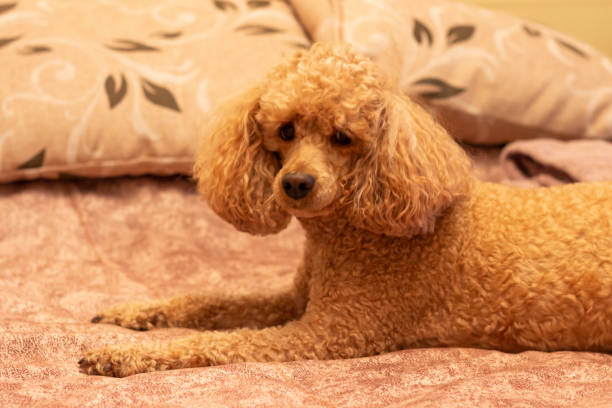 What Dog Brush is Best for Poodles? Ultimate Guide 2024