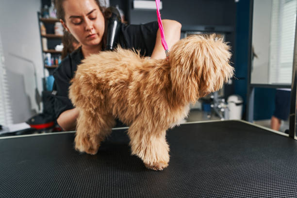 Is it Better to Brush a Poodle Wet or Dry? ultimate guide 2024