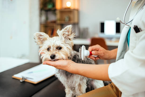 Should I brush my Dog Before or After a Bath? The Ultimate Guide 2024