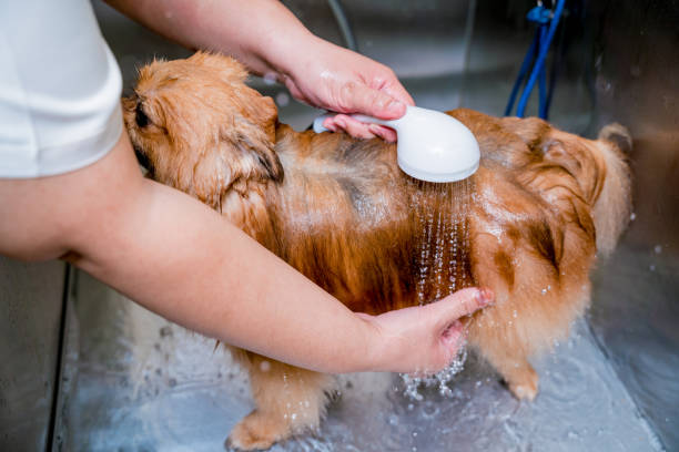 Should I brush my Dog Before or After a Bath? The Ultimate Guide 2024