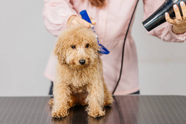 Is it Better to Brush a Poodle Wet or Dry? ultimate guide 2024