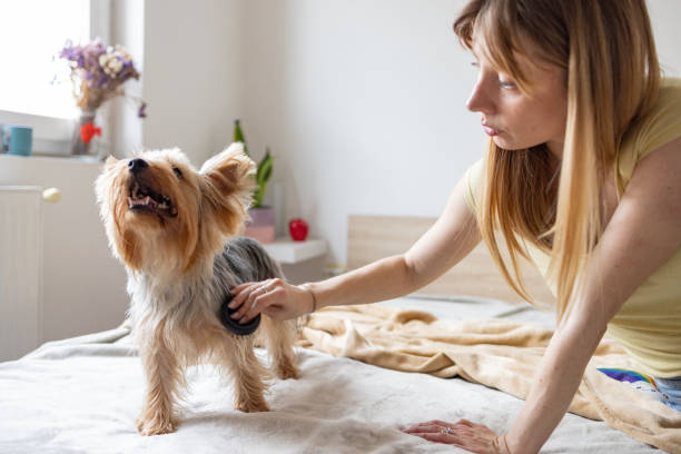 How to Brush Dog Hair When They Refuse? Ultimate Guide 2024