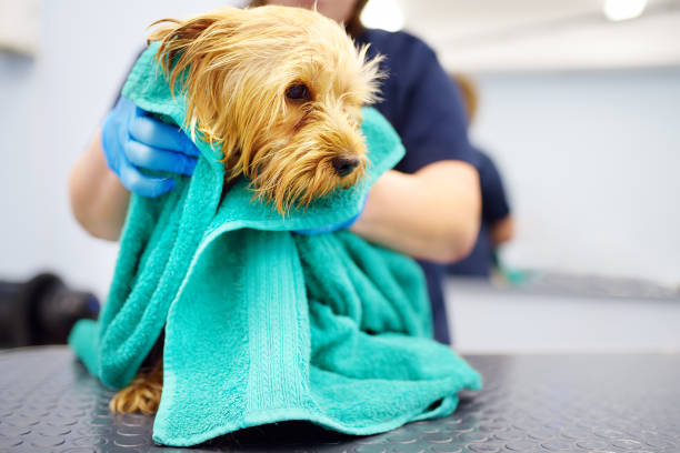 Should I brush my Dog Before or After a Bath? The Ultimate Guide 2024