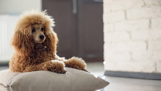 What Dog Brush is Best for Poodles? Ultimate Guide 2024