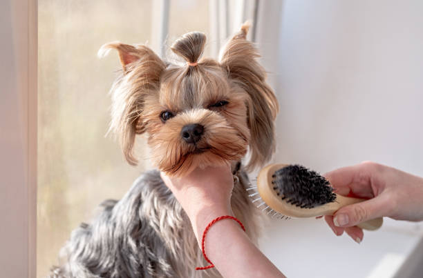 Top 5 best Pin and Bristle Brushes for Dogs: with comprihensive guide 2024