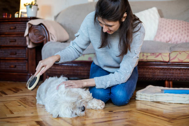 Are Bristle Brushes Good for Dogs? A Comprehensive Guide 2024