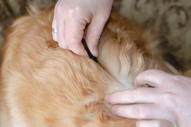 How do you brush a sensitive dog? Expert Guide 2024