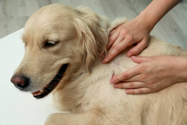 How do you brush a sensitive dog? Expert Guide 2024