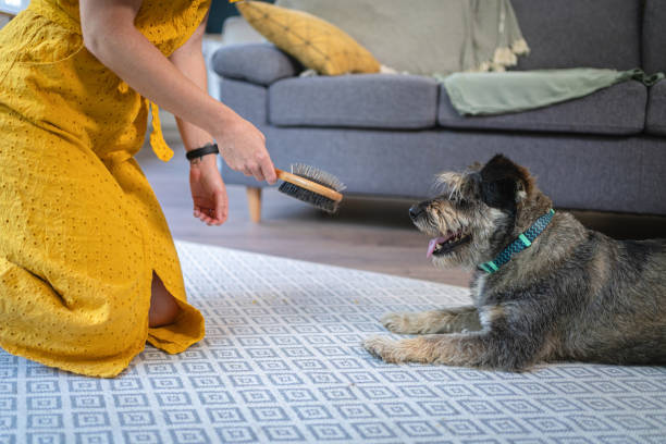 Are Bristle Brushes Good for Dogs? A Comprehensive Guide 2024