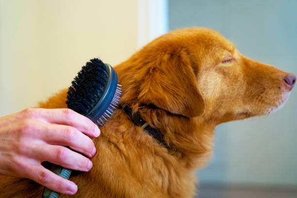 Are Bristle Brushes Good for Dogs? A Comprehensive Guide 2024