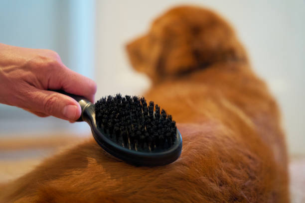 Top best Boar Bristle Brushes for Your Dog: Keep Your Pet’s Coat Shiny and Smooth