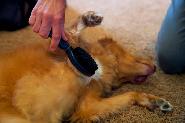 Are Bristle Brushes Good for Dogs? A Comprehensive Guide 2024