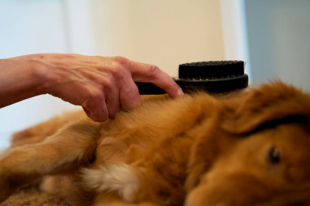 How do you brush a sensitive dog? Expert Guide 2024