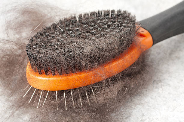 Pro Tips: How to Clean a Dog Bristle Brush? in Just 5 Steps