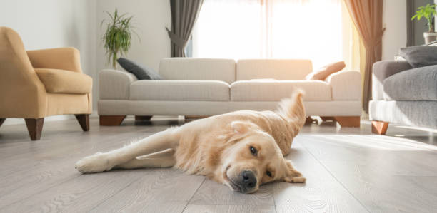 The Best Dog Brush for Shedding in Golden Retrievers in 2024