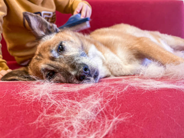 What Is the Best Brush for Dog Shedding? ultimate guide 2024