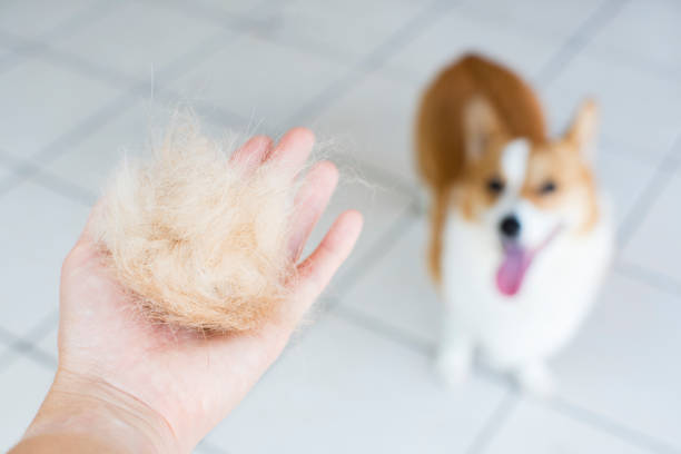 What Is the Best Brush for Dog Shedding? ultimate guide 2024