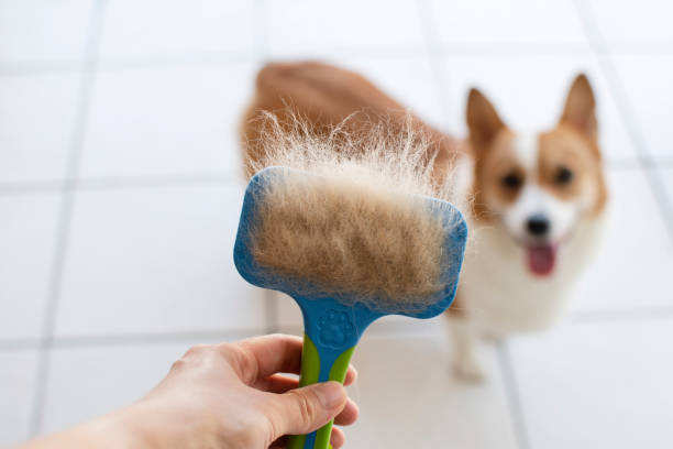 What Is the Best Brush for Dog Shedding? ultimate guide 2024