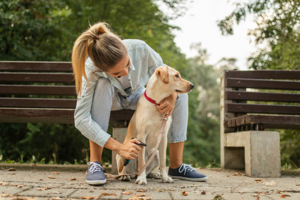 What Is the Best Brush for Dog Shedding? ultimate guide 2024