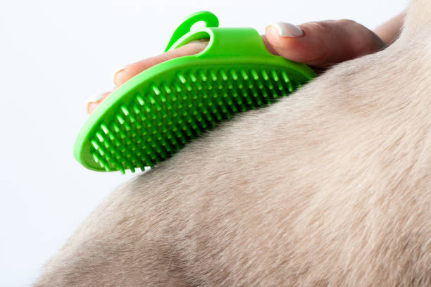 Top 5 Best Rubber Brushes for Dogs: Gentle and Effective Grooming Solutions