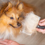 Best Brush for Dog Shedding