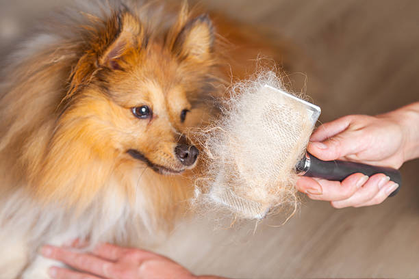 What Is the Best Brush for Dog Shedding? ultimate guide 2024