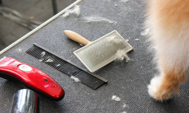 What Is the Best Brush for Dog Shedding? ultimate guide 2024