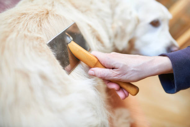 The Best Dog Brush for Shedding in Golden Retrievers in 2024