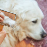 Best Dog Brush for Shedding in Golden Retrievers