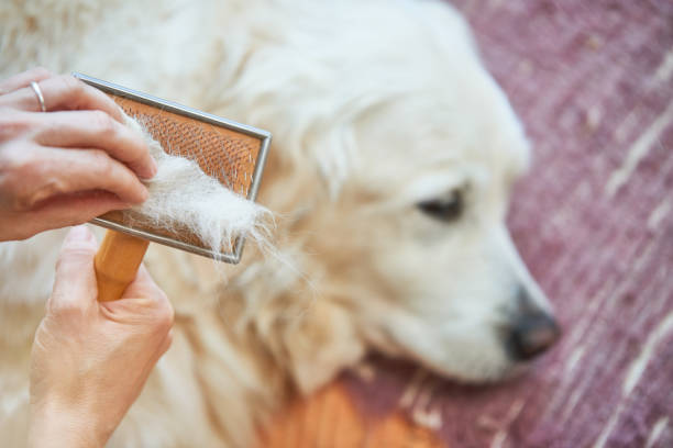 The Best Dog Brush for Shedding in Golden Retrievers in 2024